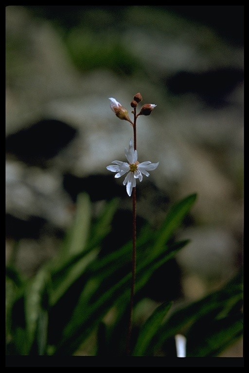 Image of San Francisco woodland-star