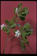 Imagem de Arctostaphylos nevadensis A. Gray