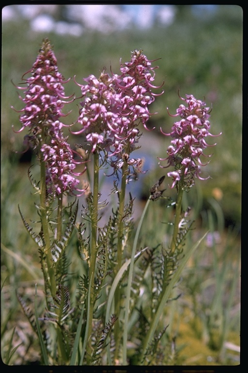 Image of elephanthead lousewort