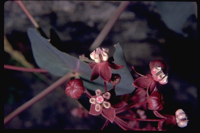 Imagem de Asclepias cordifolia (Benth.) Jepson