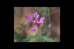 Plancia ëd Clarkia concinna (Fisch. & Mey.) Greene