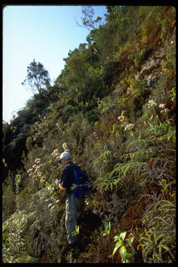 Image de Exacum divaricatum subsp. latifolium (Klack.) J. Klack.