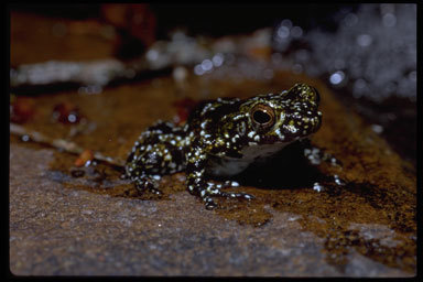Image of Dumeril's Madagascar Frog
