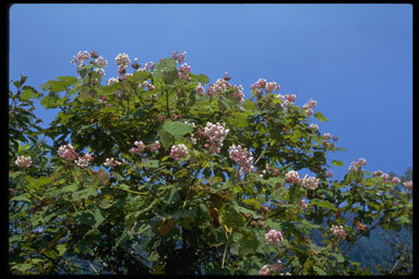 Imagem de Dombeya longipes Baill.