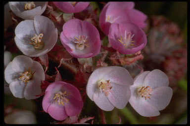 Dombeya longipes Baill.的圖片