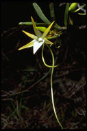 Image de Angraecum