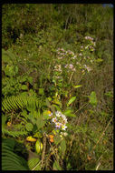 Image de Exacum divaricatum subsp. latifolium (Klack.) J. Klack.