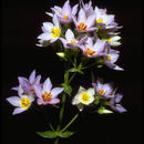 Image of Exacum divaricatum subsp. latifolium (Klack.) J. Klack.