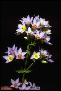 Image of Exacum divaricatum subsp. latifolium (Klack.) J. Klack.