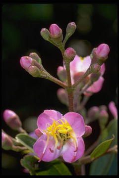 Слика од Dichaetanthera oblongifolia Baker