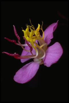 Image of Dichaetanthera oblongifolia Baker