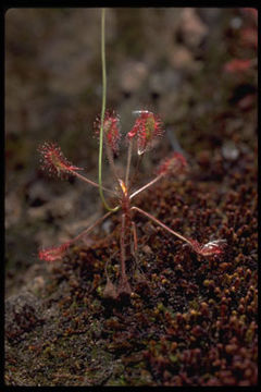 Image of Drosera madagascariensis DC.