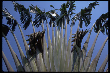 Population of Ravenala madagascariensis called « Ravenala forest ».