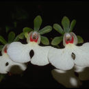 Image of Oeonia rosea Ridl.