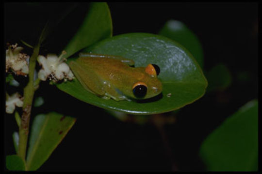 Image of Green Bright-eyed Frog