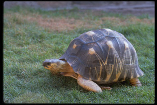 Imagem de Astrochelys radiata (Shaw 1802)