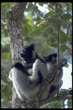 Imagem de Indri indri (Gmelin 1788)