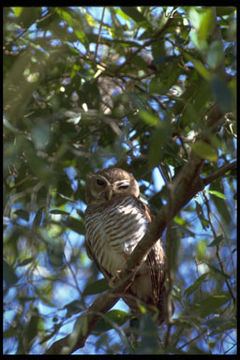 Imagem de <i>Ninox superciliaris</i>