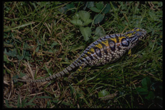 Image of Carpet Chameleon