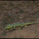 Imagem de Furcifer verrucosus Cuvier 1829