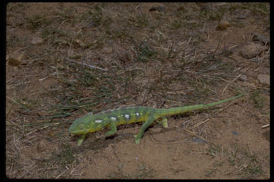 Image of Warty Chameleon