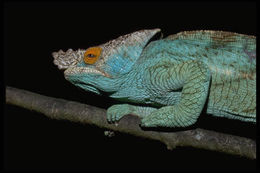 Image of Parson's Chameleon