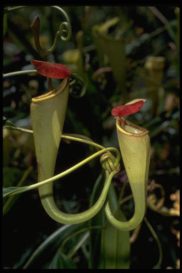 Image of Madagascar pitcher plant