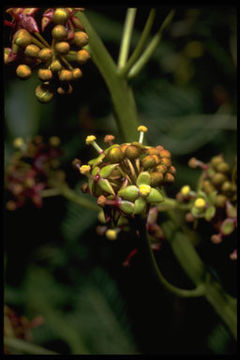 Image of Madagascar pitcher plant