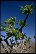 Image de Pachypodium lamerei Drake