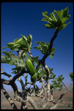 Image of Pachypodium lamerei Drake