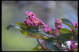 Image of Dichaetanthera reticulata Cogn.