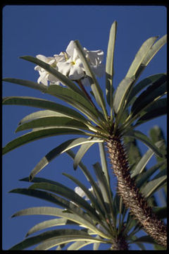 Image of Pachypodium lamerei Drake