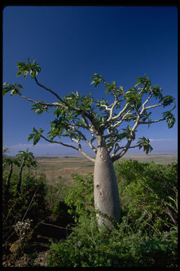 Image de Pachypodium lamerei Drake