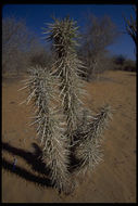 Sivun Didierea madagascariensis Baill. kuva