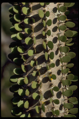 Image of Madagascan ocotillo