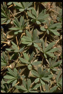 Image of Didierea madagascariensis Baill.