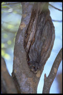 Image of white-footed sportive lemur