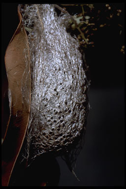 Image of comet moth