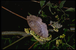 Imagem de Cyligramma Boisduval 1833