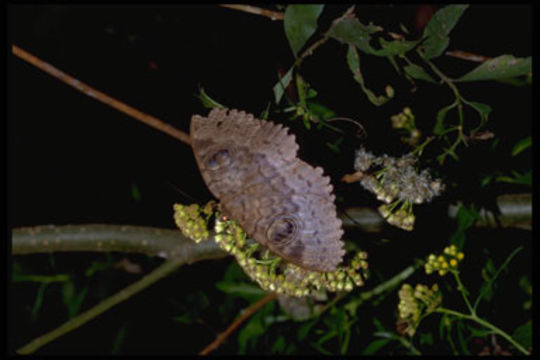 Image of Cyligramma Boisduval 1833