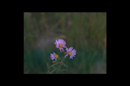Image of Mountain American-Aster