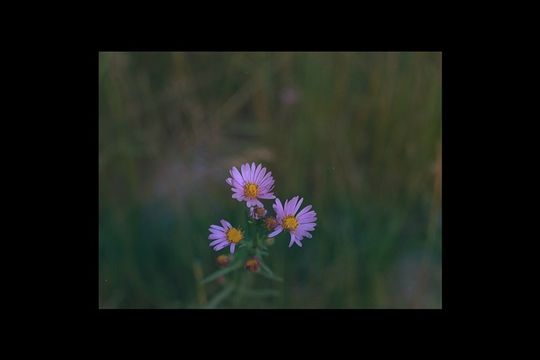 Image of Mountain American-Aster