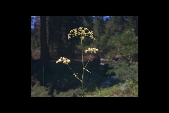 Image of Brewer's angelica