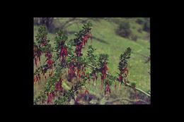 Image of fuchsiaflower gooseberry