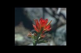 Слика од Castilleja pruinosa Fern.