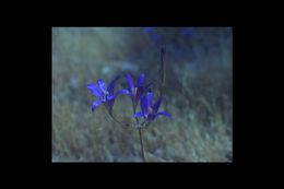 Image of harvest brodiaea