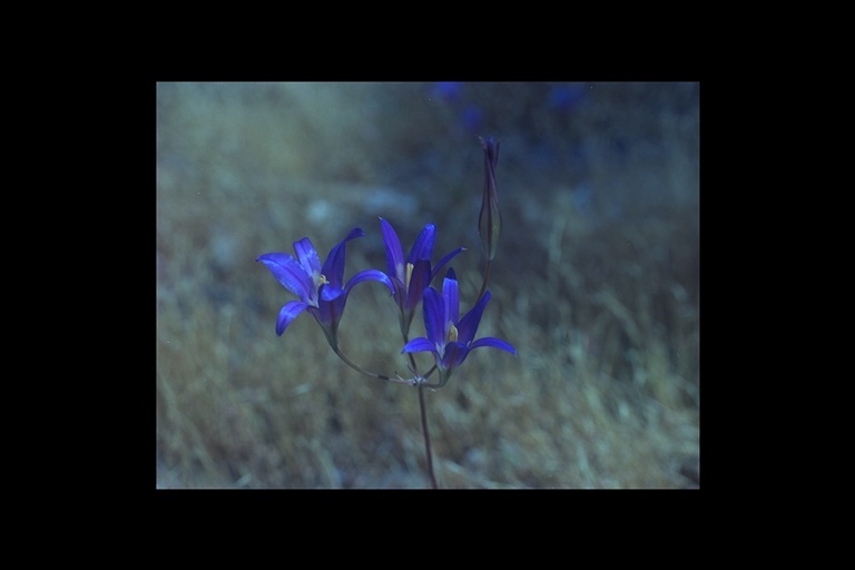 Plancia ëd Brodiaea elegans Hoover