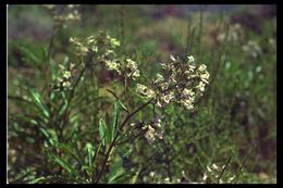 Image of California yerba santa