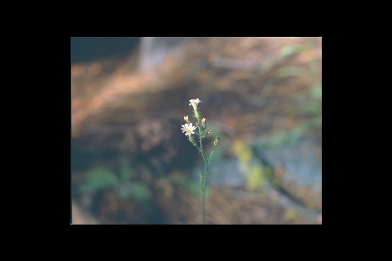 Image of white hawkweed