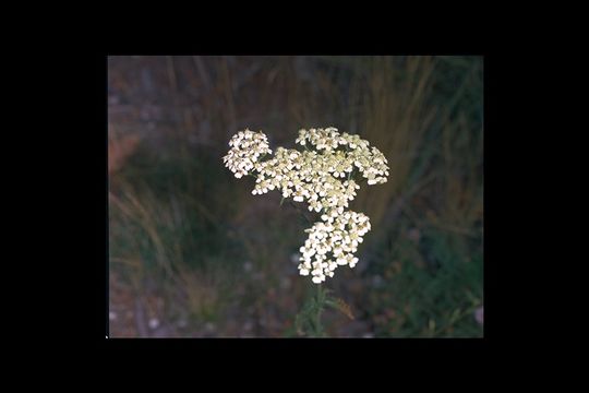 Image of yarrow, milfoil